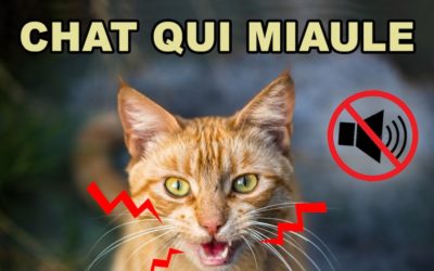 Chat qui miaule trop : 8 Raisons et Solutions